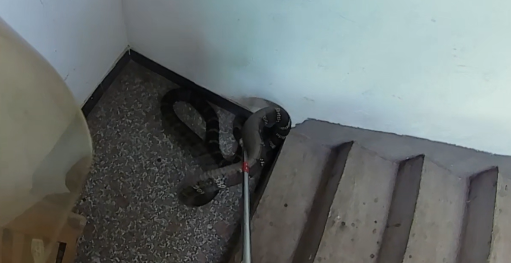 吓人！赣州一居民家中惊现3米长眼镜王蛇（图）