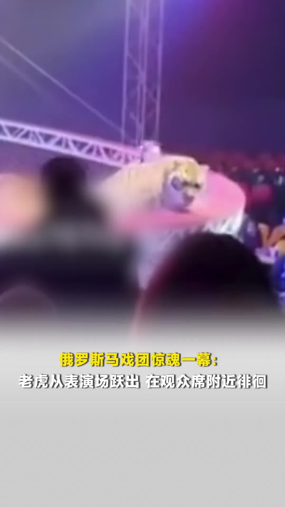 俄罗斯马戏团惊魂一幕：老虎从表演场跃出，在观众席附近徘徊