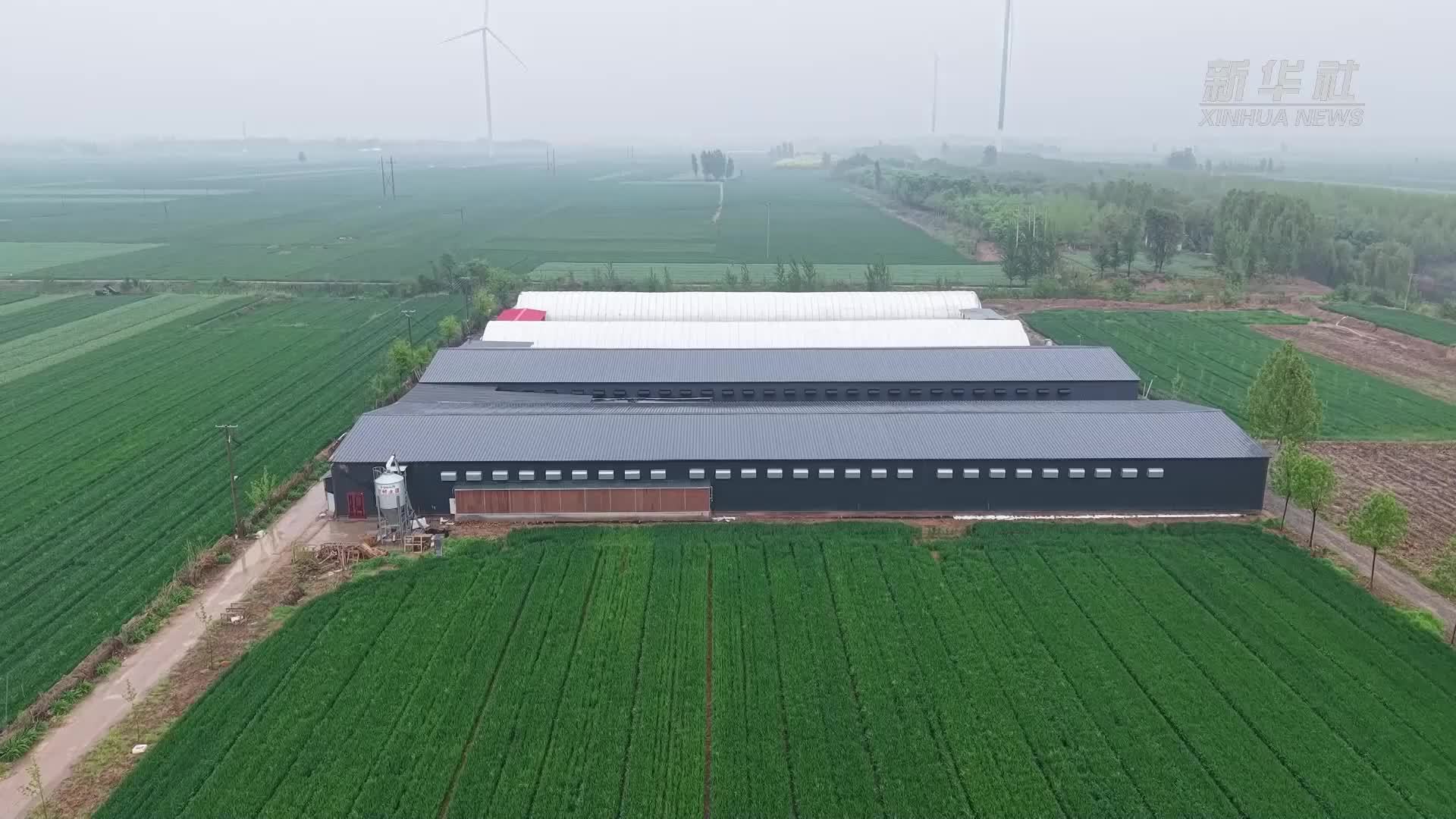 河北馆陶：蛋鸡养殖提质增效 特色产业富民兴村