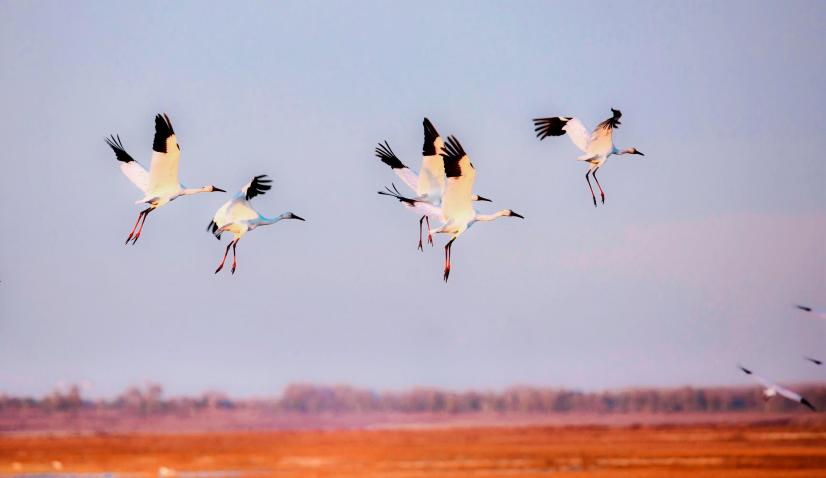 白鹤用翅膀选择了中国 ——余艳六年追鹤的生命书写
