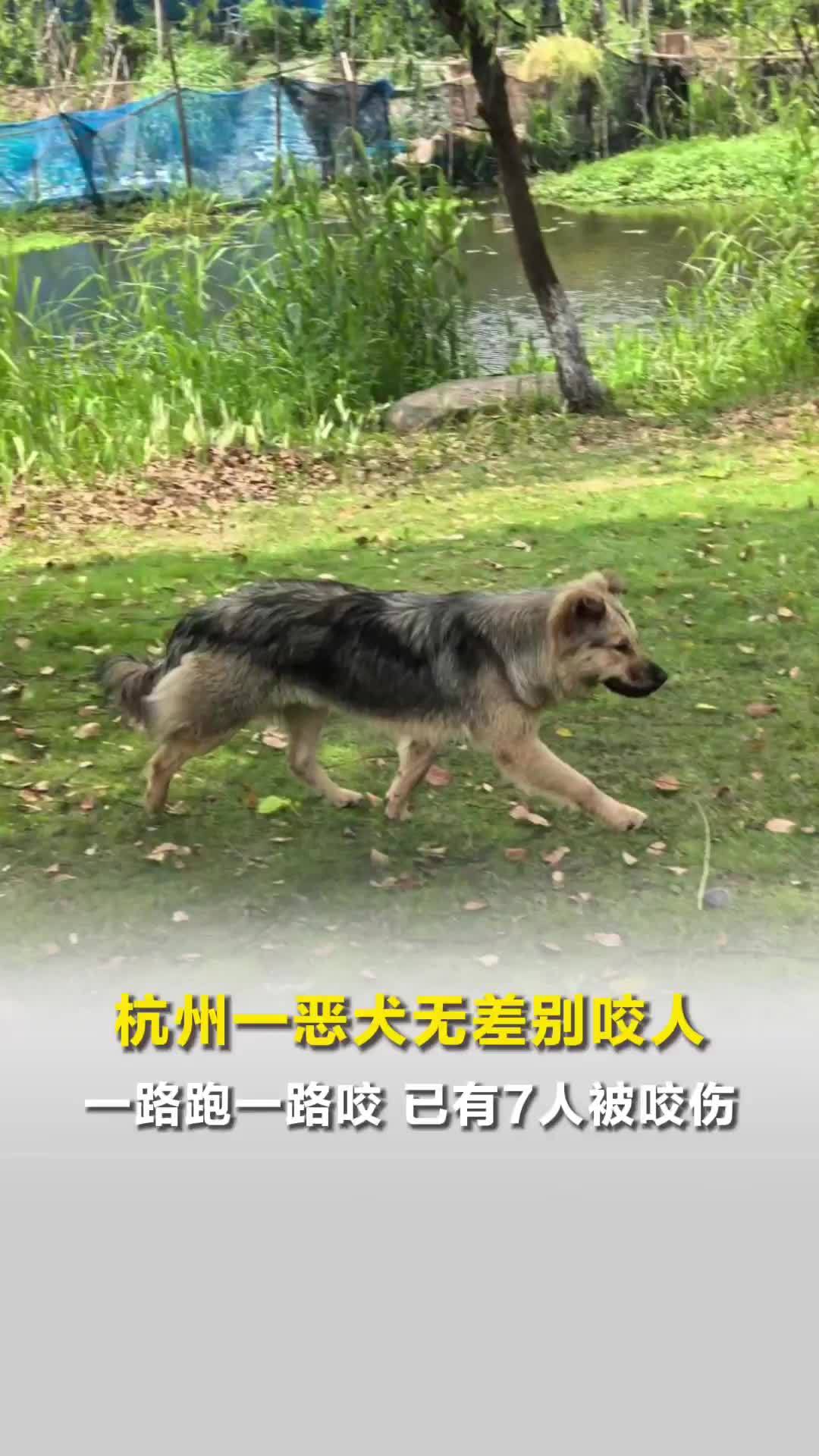 杭州一恶犬无差别咬人，已有7人被咬伤，城管：已组织搜查，不抓到狗不收兵