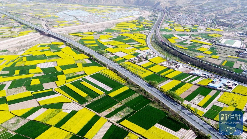 这是4月24日在甘肃省天水市武山县境内拍摄的油菜花田（无人机照片）