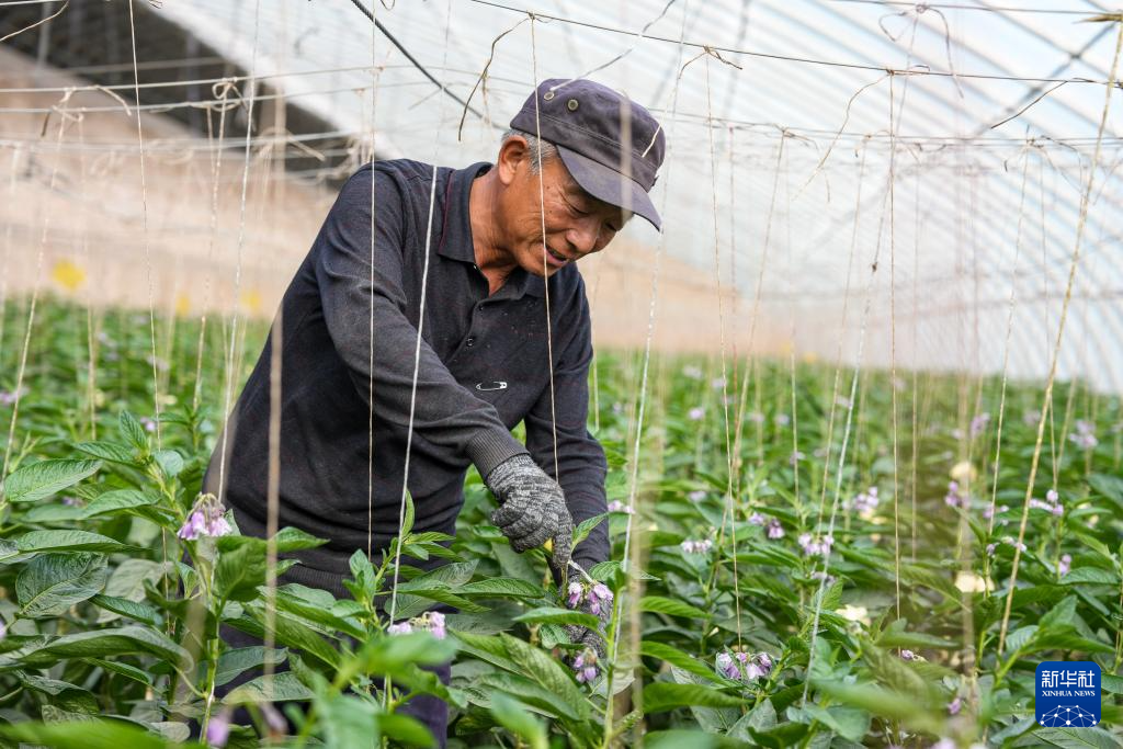 4月23日，在民勤县大滩镇上泉村，村民白生泉在自家温室大棚内进行人参果疏花作业。新华社记者　郎兵兵　摄