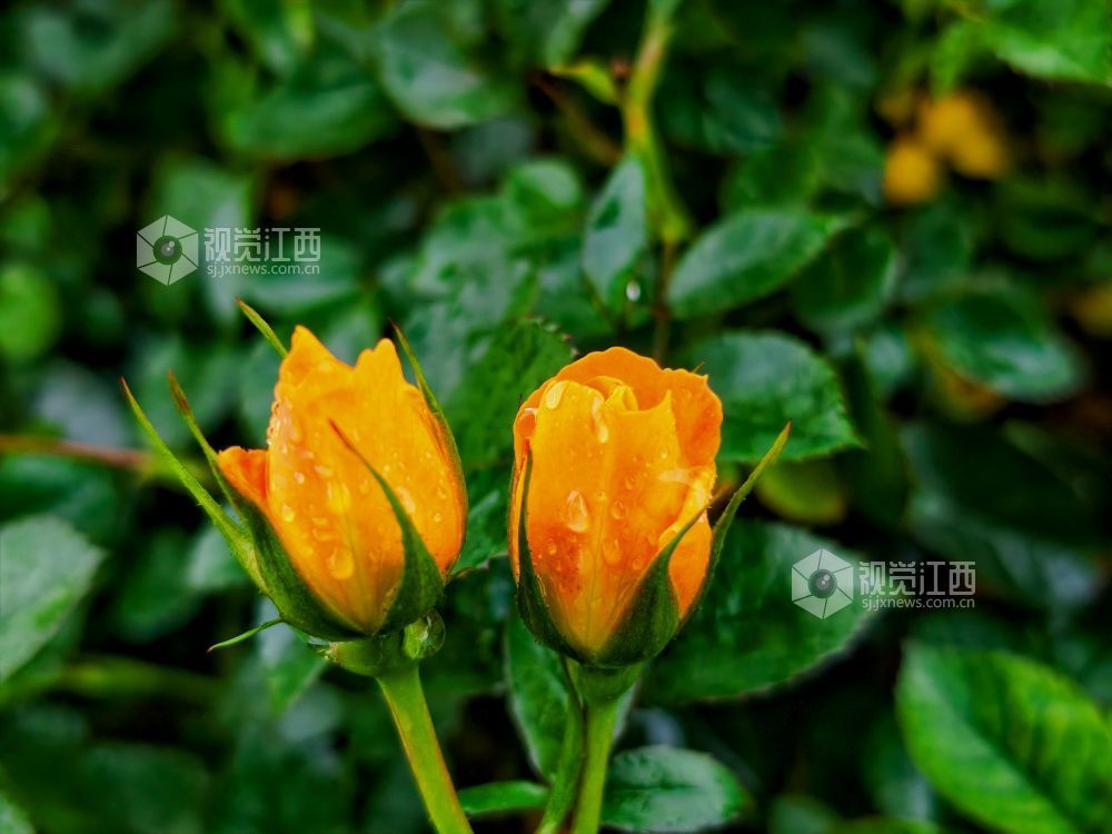 江西分宜：雨中月季盛放 繁花扮靓广场（图）