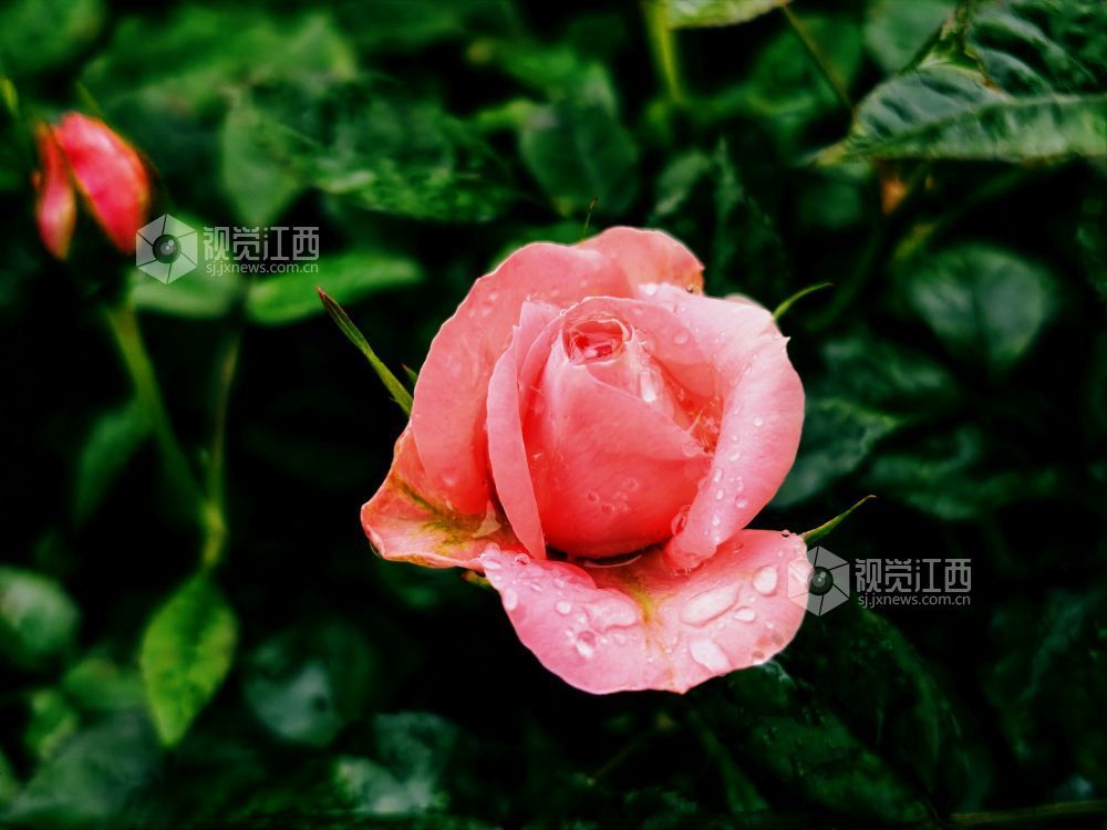 江西分宜：雨中月季盛放 繁花扮靓广场（图）