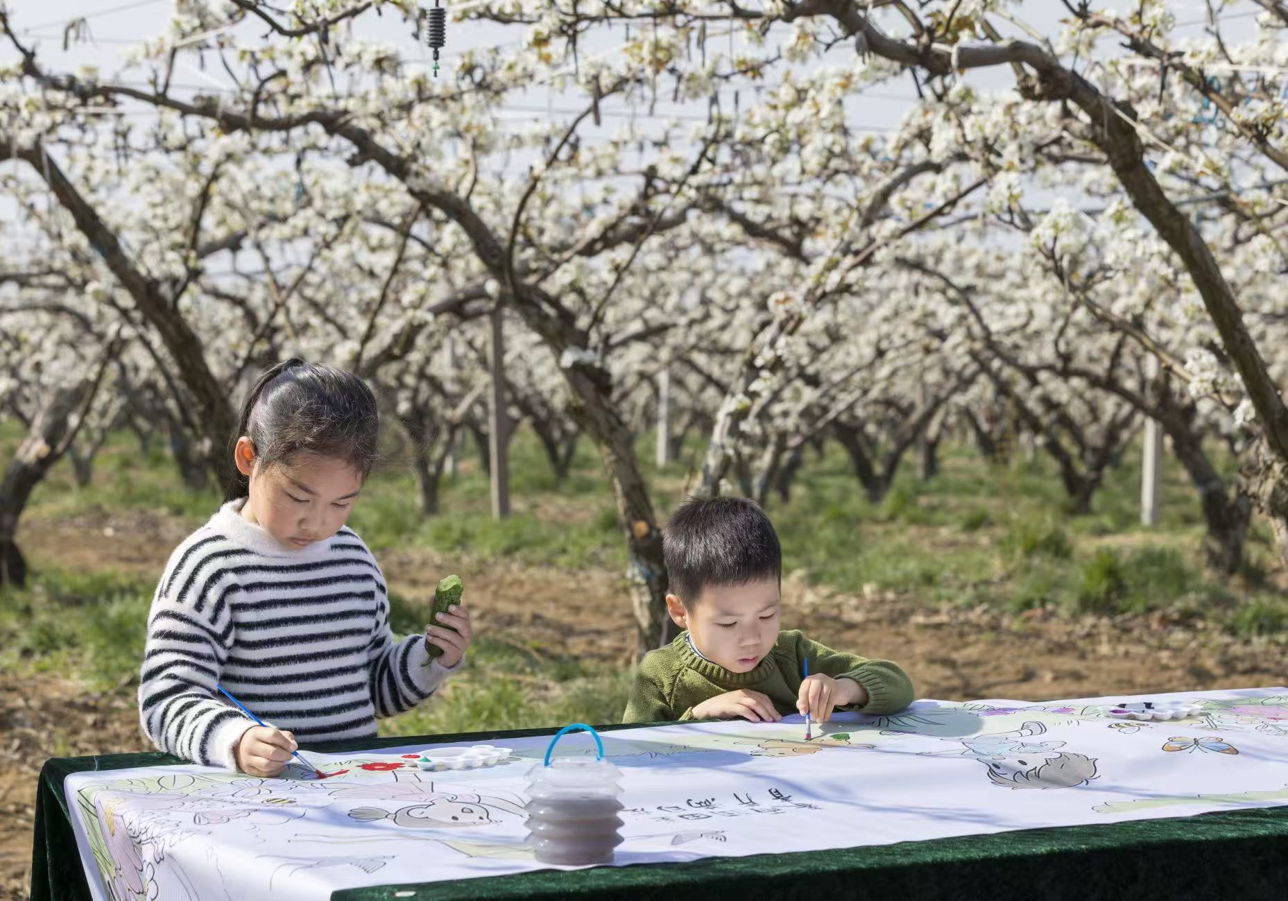 青岛乡里乡亲｜梨园花似雪 “村庆”味正浓——莱西第十一届梨花节侧记