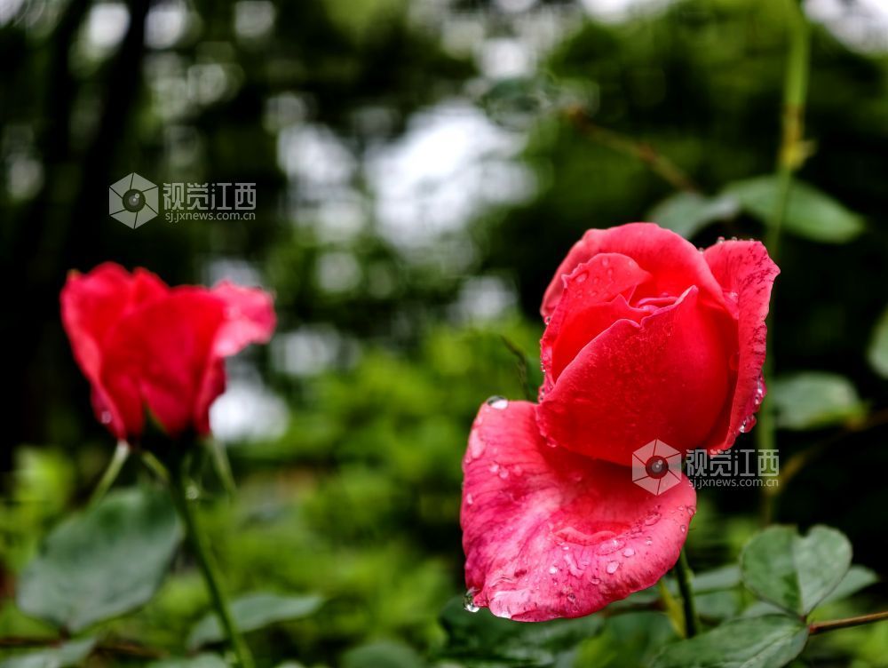 江西分宜：雨中月季盛放 繁花扮靓广场（图）