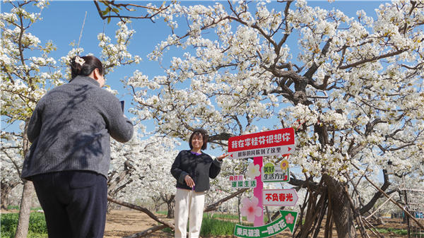 商河县殷巷镇李桂芬百年梨园。(济南日报·爱济南记者 陈博文 摄)