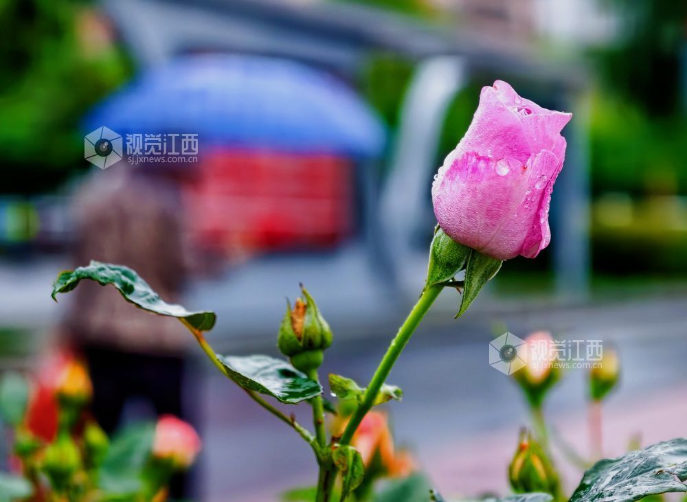 江西分宜：雨中月季盛放 繁花扮靓广场（图）