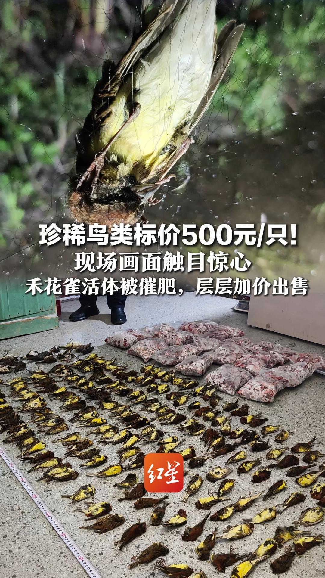 珍稀鸟类标价500元/只！现场画面触目惊心  禾花雀活体被催肥，层层加价出售   警方：3人被抓，当地启动专项整治