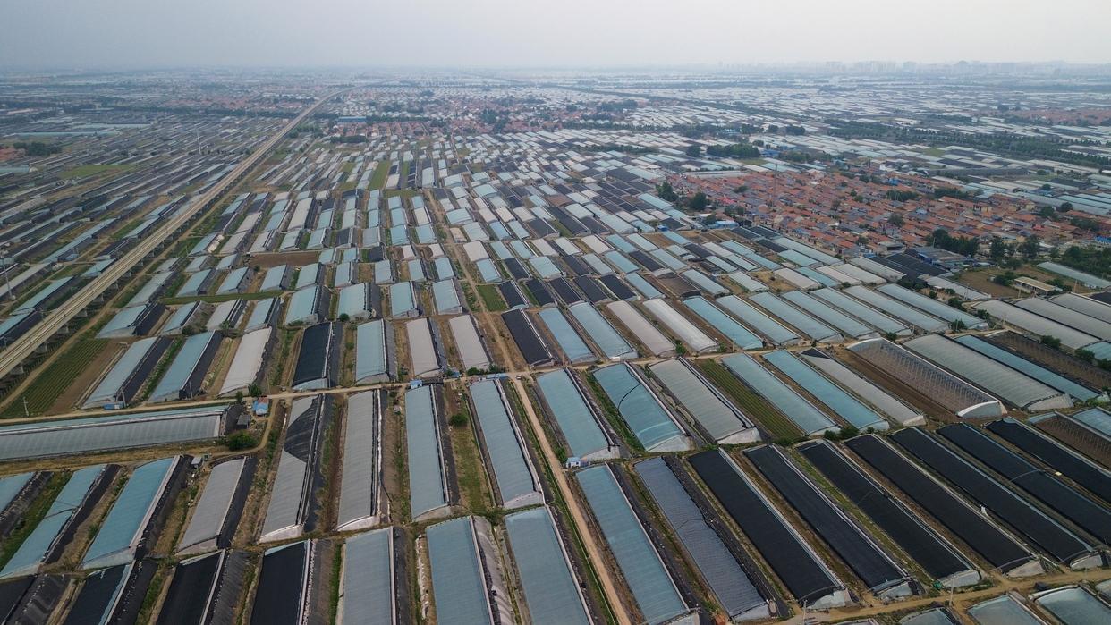 这是位于山东省寿光市的大棚（无人机照片）。 新华社记者 徐速绘 摄