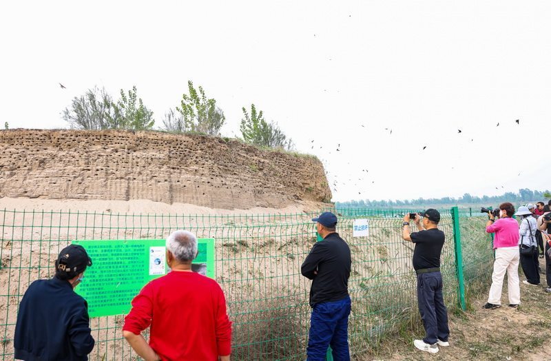 4月15日，崖沙燕在石家庄滹沱河畔崖沙燕保护地飞翔。