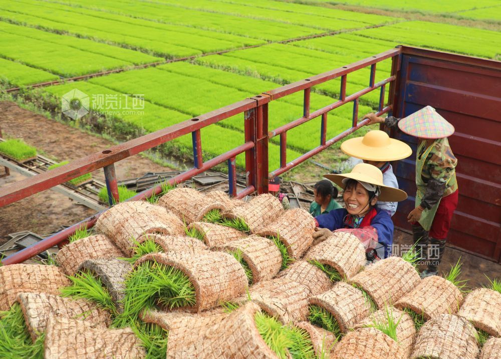 2026年4月23日，江西省吉安市泰和县嘉农惠农机专业合作社工厂化早稻育秧基地，农民正在装运起获的早稻秧苗。