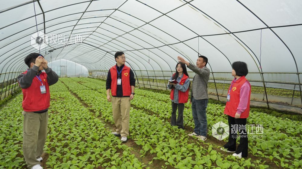 2026年4月22日，江西省吉安市青科源农业科技开发有限公司，井冈山大学“映山红”青年实干家在蔬菜大棚调研。