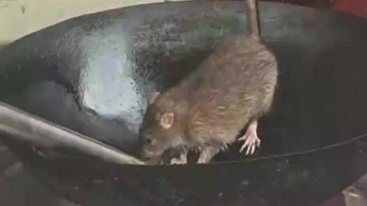 男子拍下路边摊锅中大老鼠，当事人：摊位无人