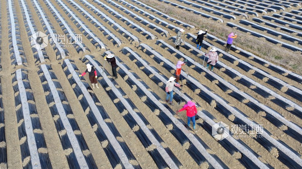 农民正在田间整地覆膜，准备移栽农作物秧苗（刘浩军 摄）