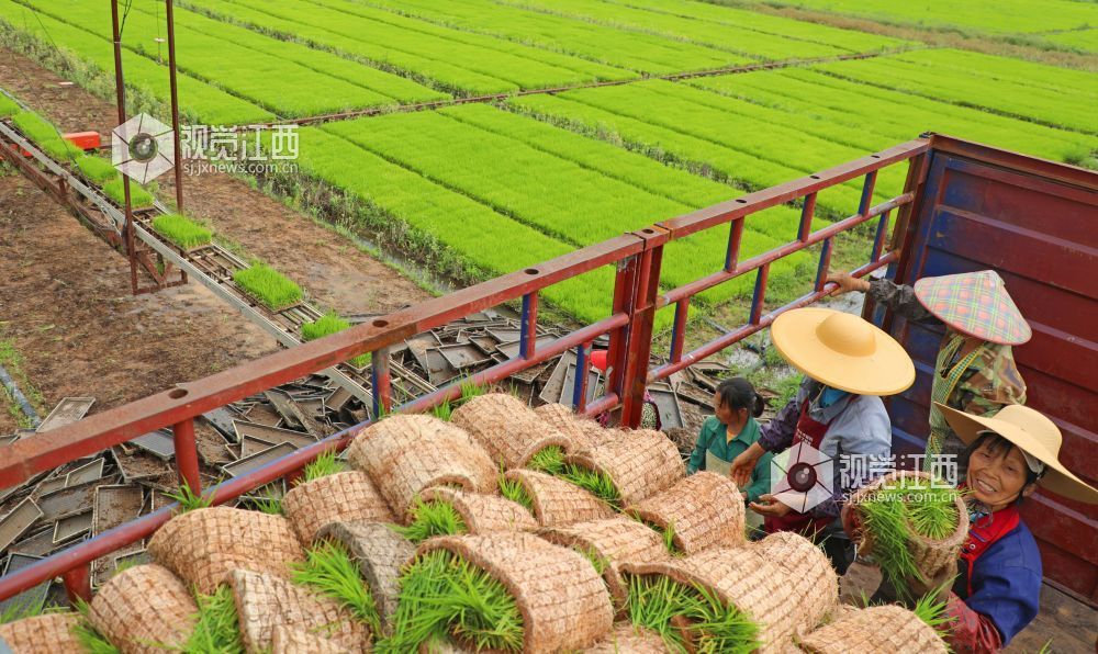 2026年4月23日，江西省吉安市泰和县嘉农惠农机专业合作社工厂化早稻育秧基地，农民正在装运起获的早稻秧苗。