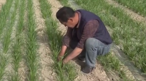 【甘快看】甘肃武威：覆膜穴播滴灌技术　实现春播节水节肥