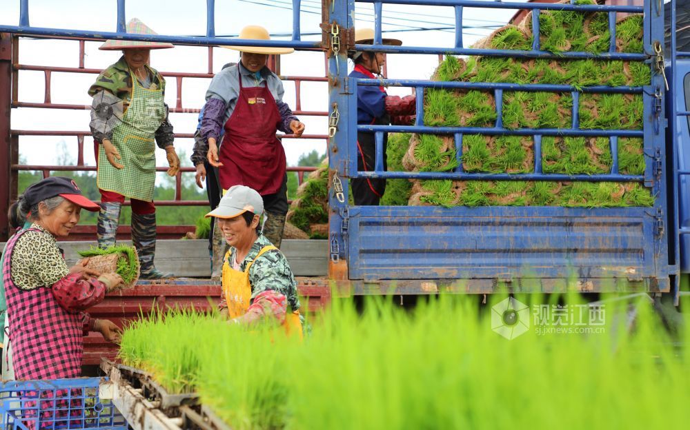 2026年4月23日，江西省吉安市泰和县嘉农惠农机专业合作社工厂化早稻育秧基地，农民正在装运起获的早稻秧苗。