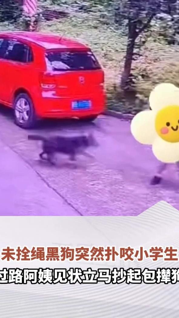 未拴绳黑狗突然扑咬小学生，过路阿姨见状立马抄起包撵狗，知情人：已报警，还没找到狗主人