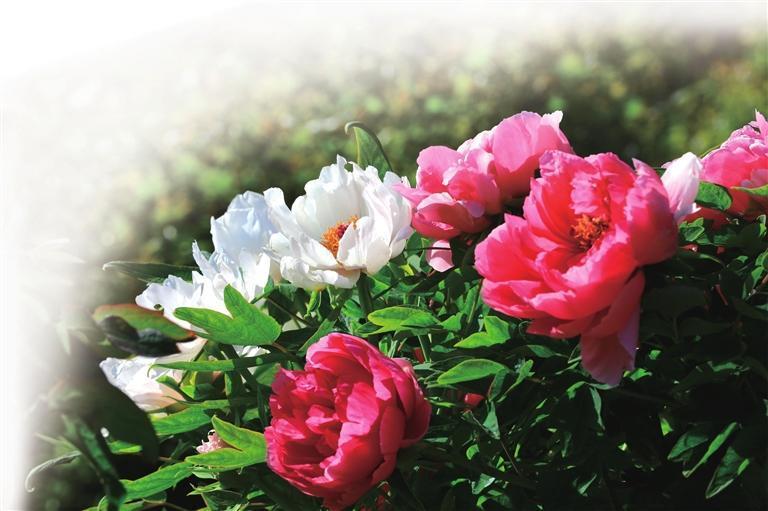 清明后、谷雨前，武都区南山牡丹园近万株牡丹迎来盛花期。雍容华贵的“国花”次第绽放，花香四溢，吸引众多市民和游客前来踏青赏花。 本报通讯员　后斌玉　摄