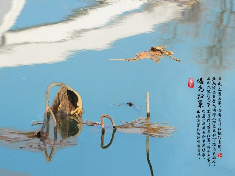 枯荷作品《倦鸟归巢》