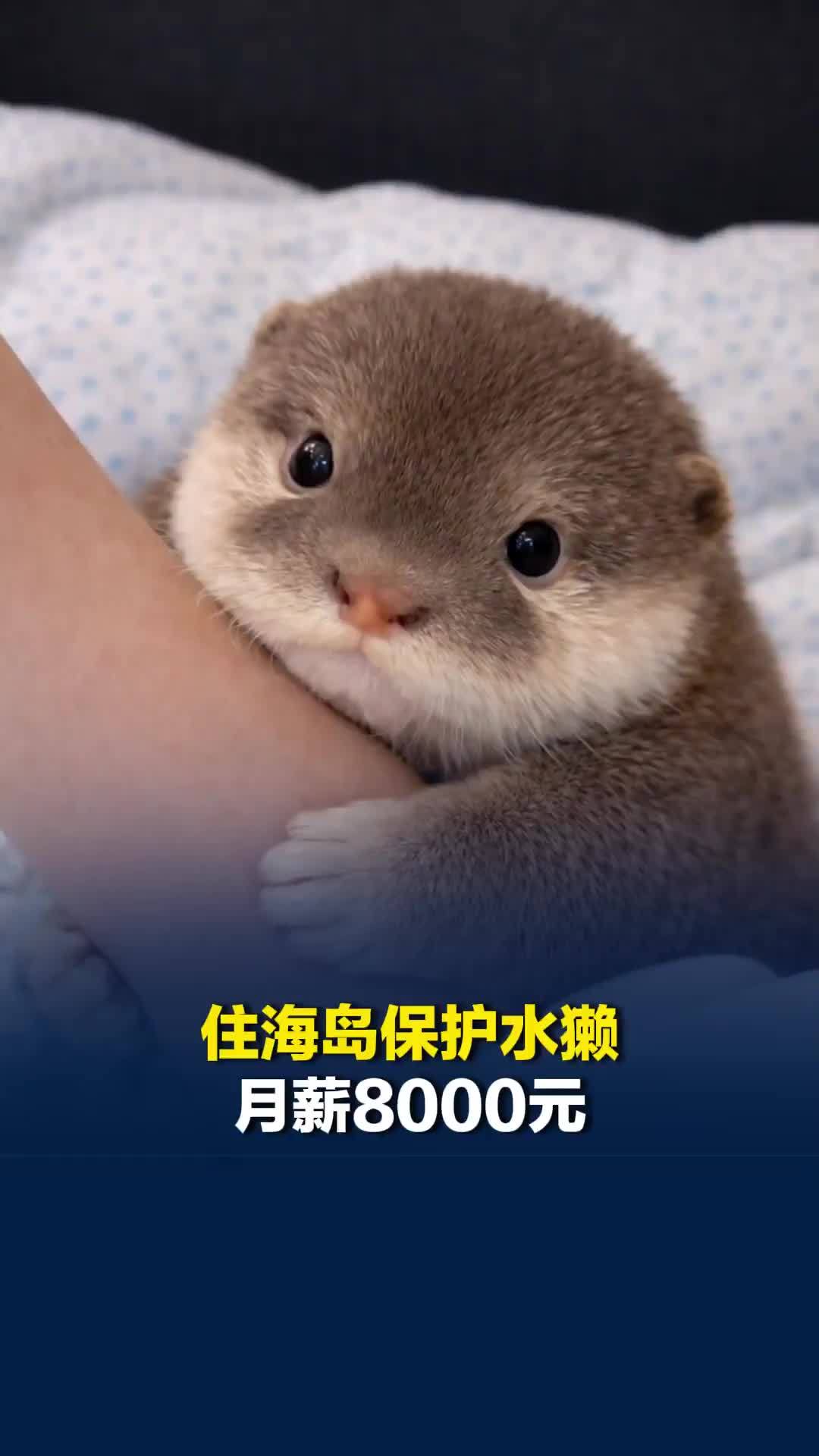 住海岛保护水獭月薪8000元：单人单间， 有空调Wi-Fi，岛上还有肯德基、瑞幸