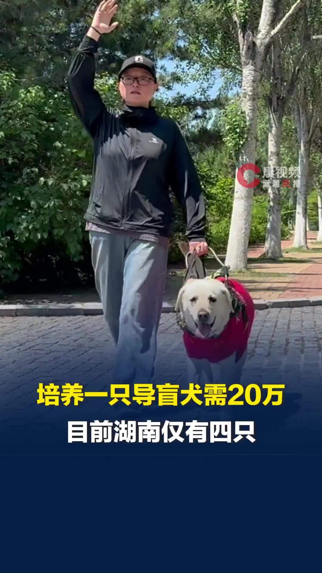 黑暗里，有位劳动者叫导盲犬④ 培养一只导盲犬需要20万，目前湖南仅有四只