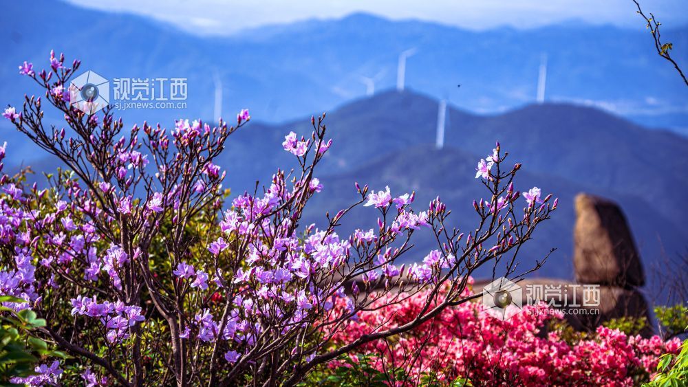 4月26日在江西省吉安市新干县七琴镇燥石景区拍摄的画面。