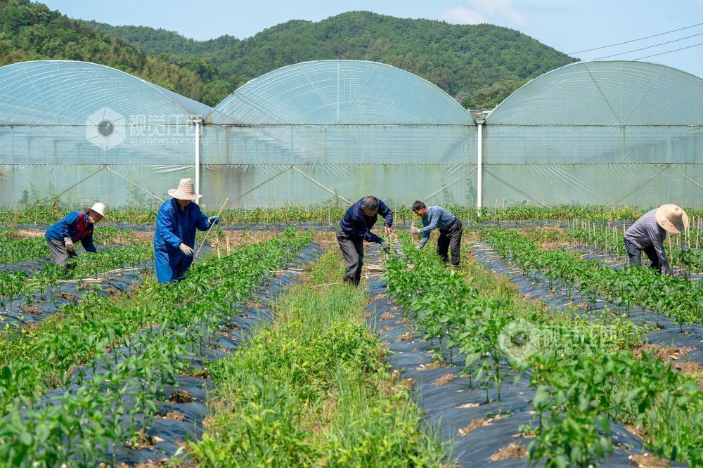 江西萍乡：“订单辣椒”种植忙（图）