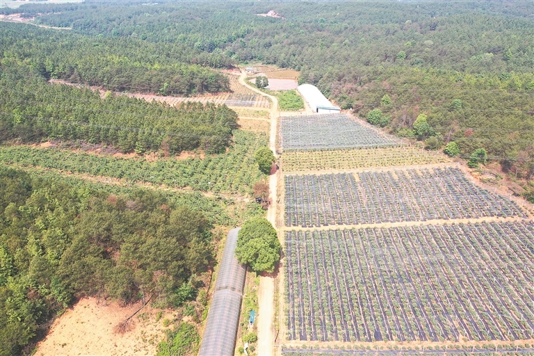 近日，泉塘村100余亩蓝莓陆续进入成熟采摘期。通讯员 李 军摄