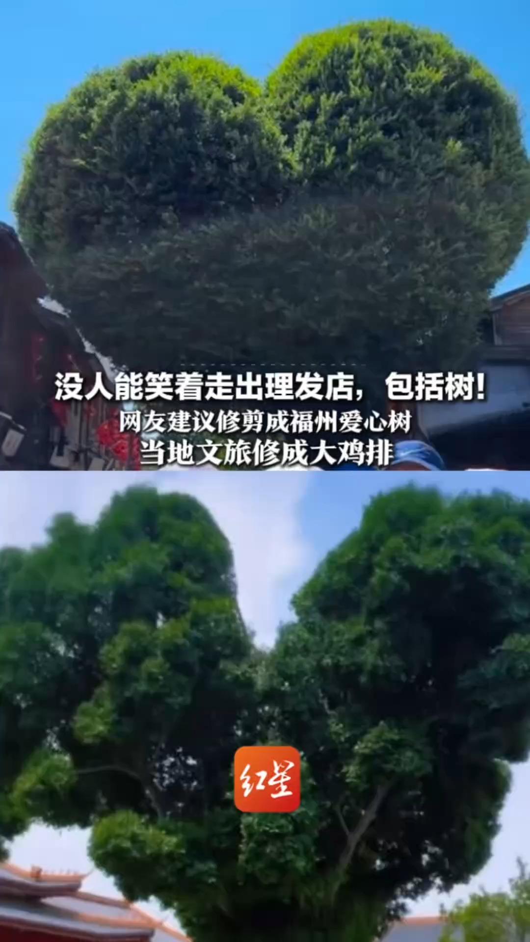 没人能笑着走出理发店，包括树！网友建议修剪成福州爱心树 当地文旅修成大鸡排 网友笑哭：自家发量咋样咋还没点数？
