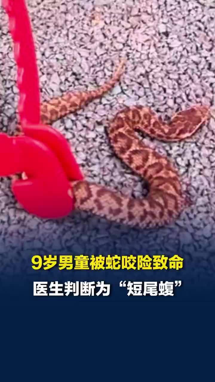 医生谈男童在学校操场被剧毒蛇咬伤
