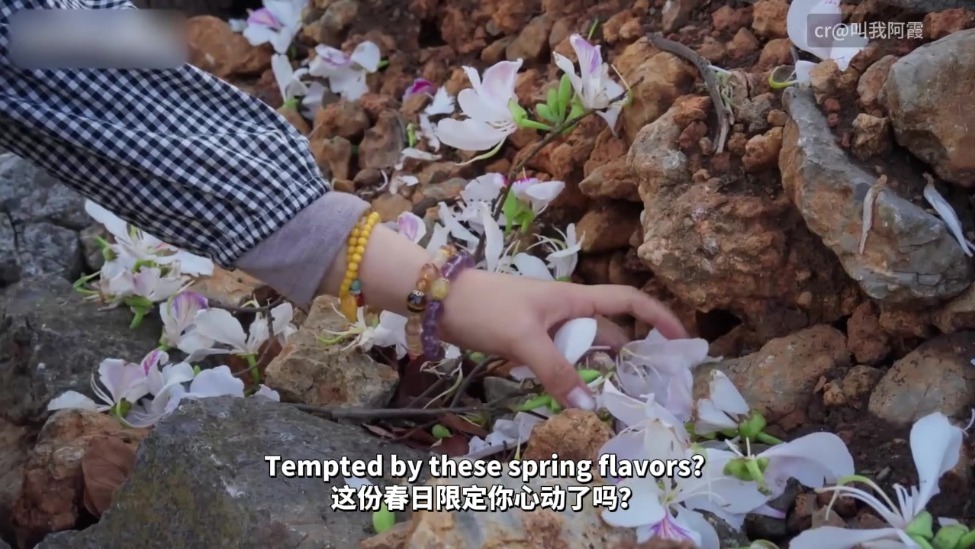 【澜湄之窗】在云南，把春天“吃”进肚子里