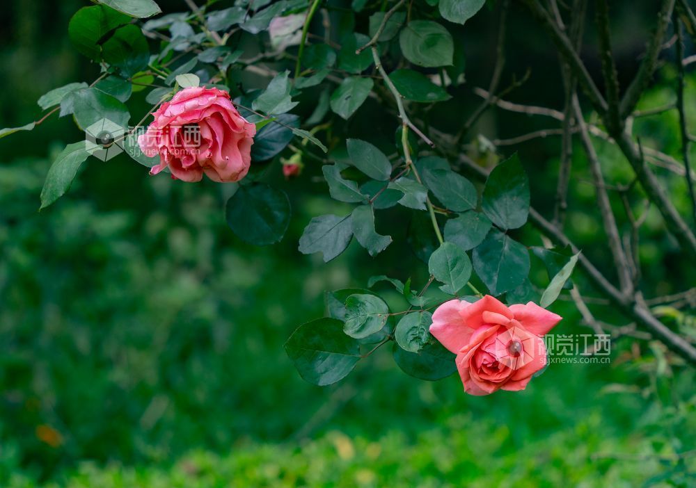 江西金溪:人间芳菲四月天(图)
