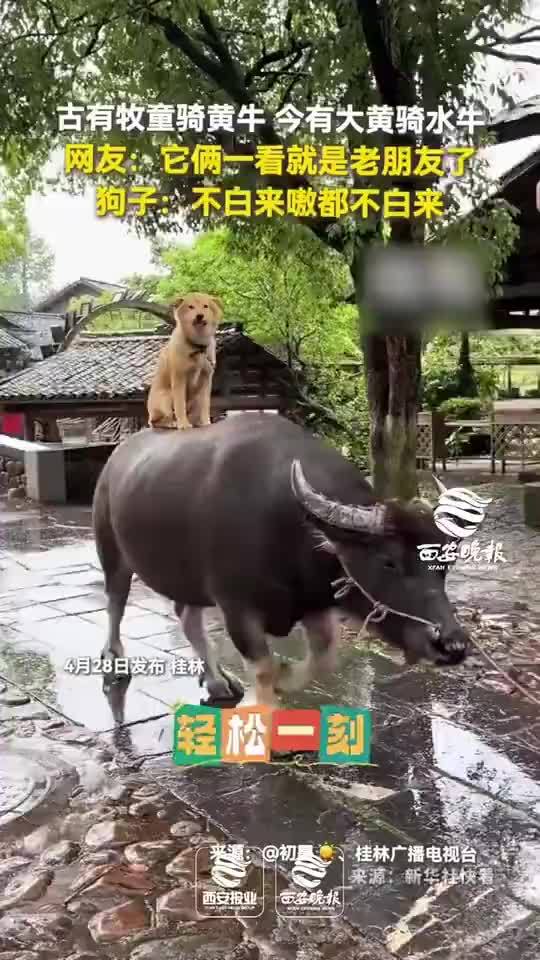 古有牧童骑黄牛今有大黄骑水牛