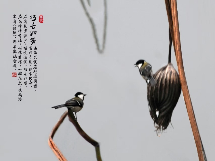 枯荷作品《巧舌如簧》