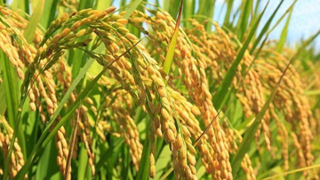 中国帮布隆迪种水稻，没想到种得太好，撕毁了西方国家的伪善
