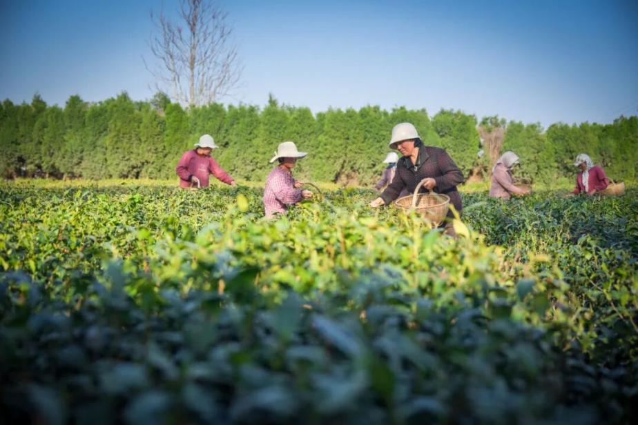 （图源：公众号“岚山发布”）