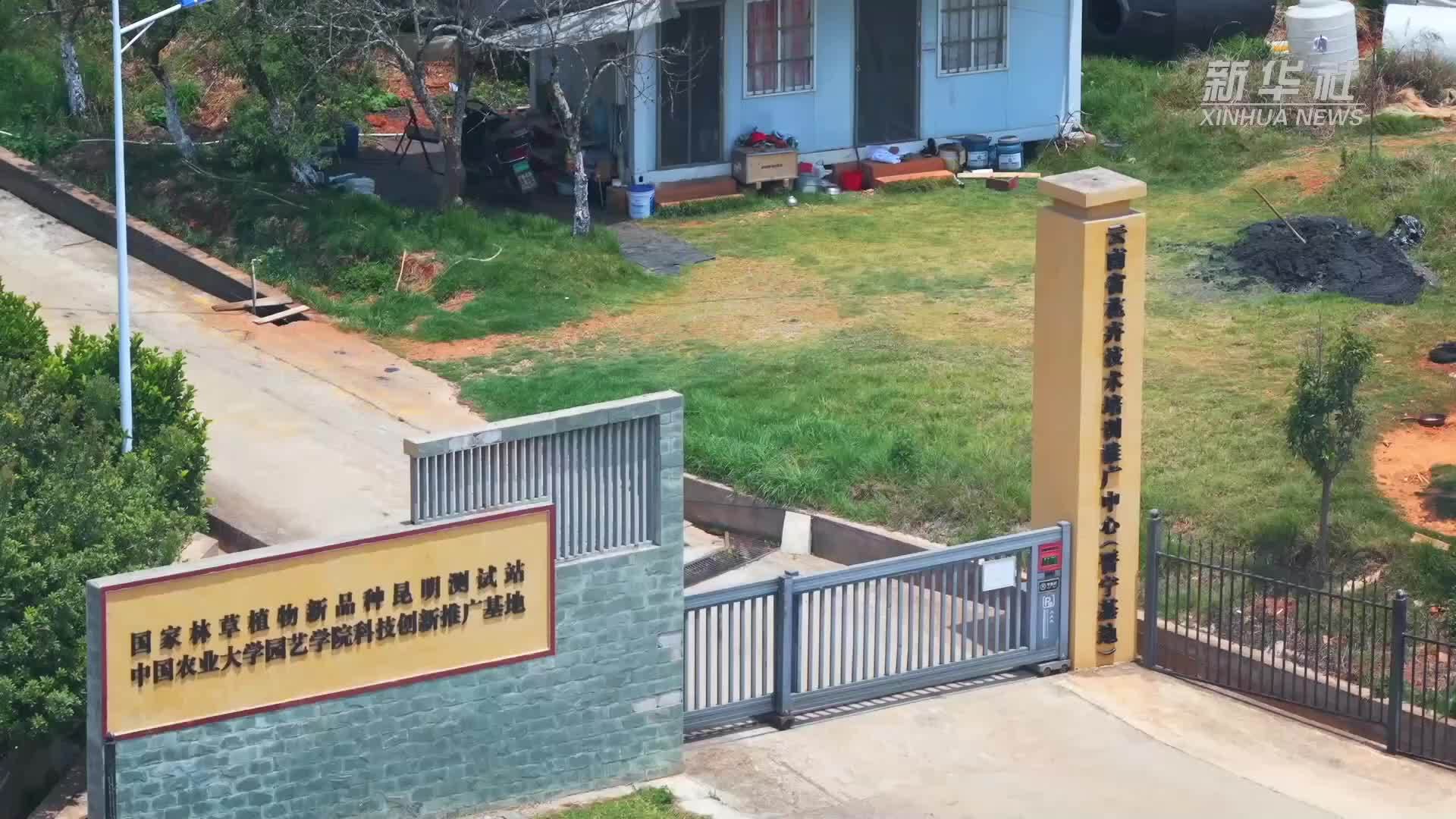 云南晋宁：国产自育切花月季新品种进入采收期