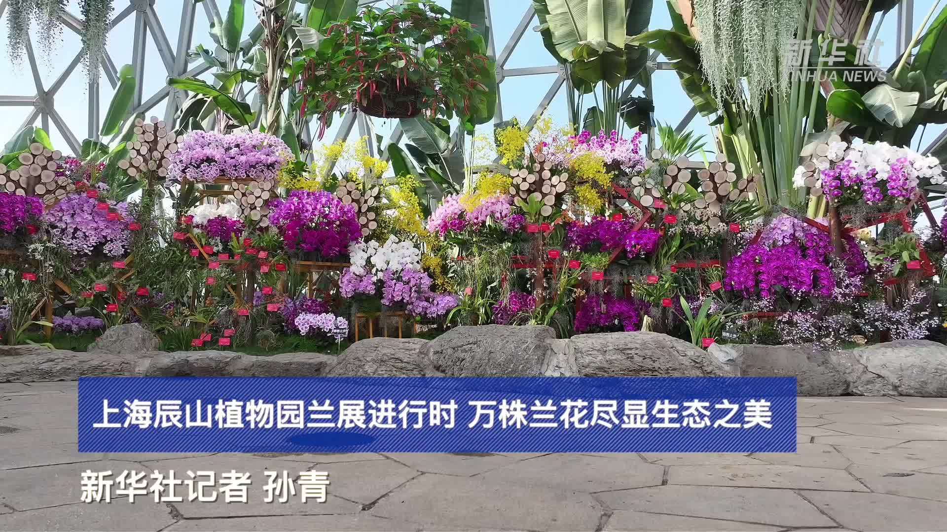 上海辰山植物园兰展进行时 万株兰花尽显生态之美