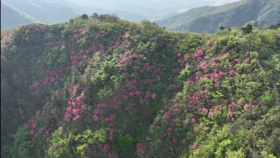 三冲村红岭上杜鹃花开正艳