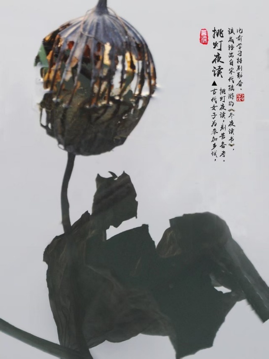 枯荷作品《挑灯夜读》