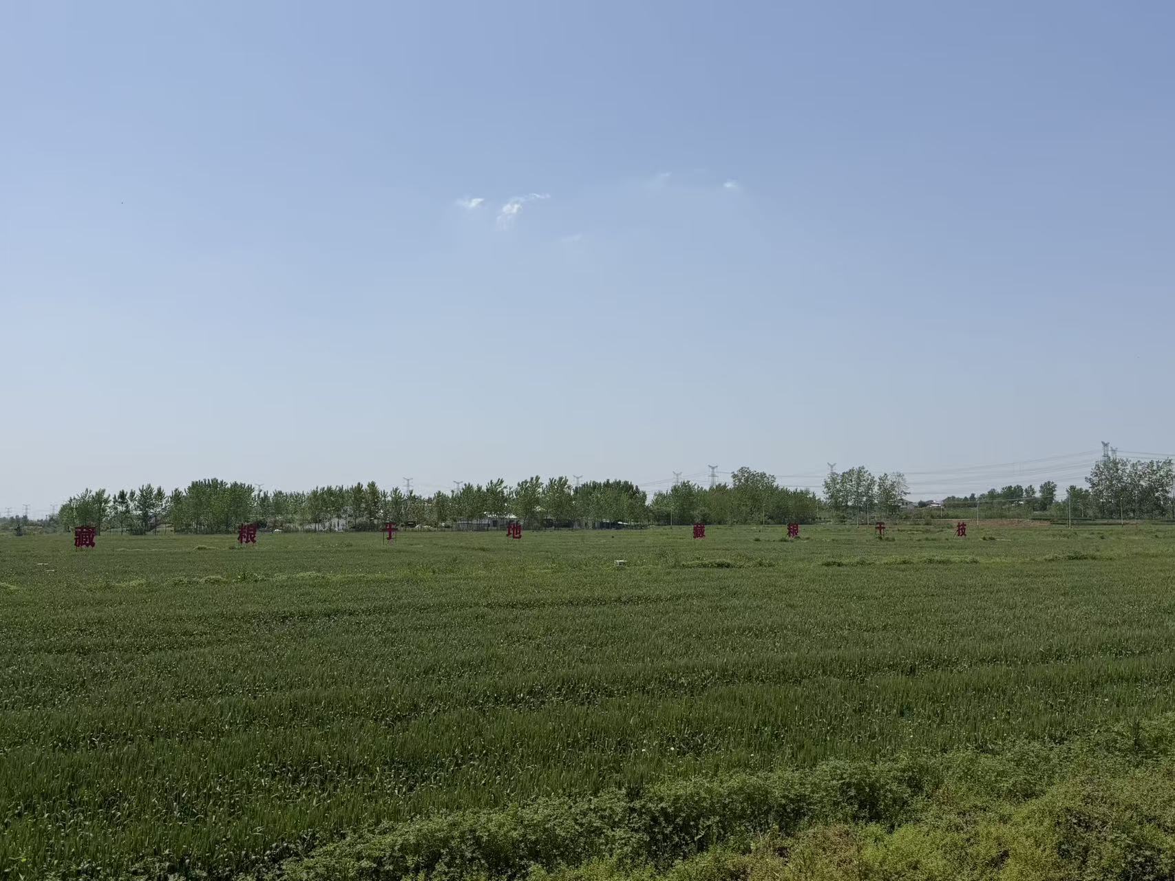 绿浪间的科技答卷！无人机穿梭、精量播种，六合解锁夏粮丰产新姿势