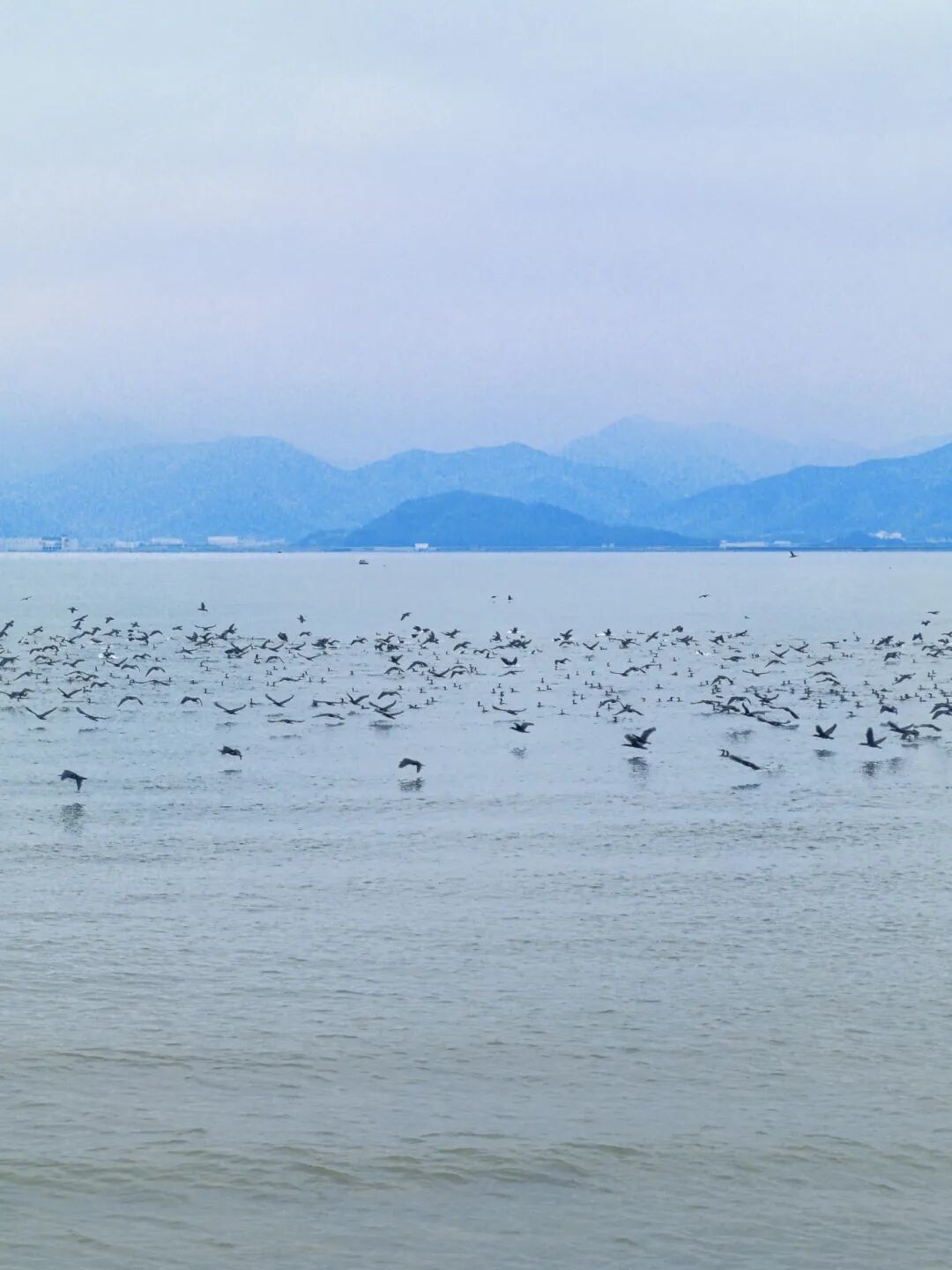 宁波湾候鸟群.jpg