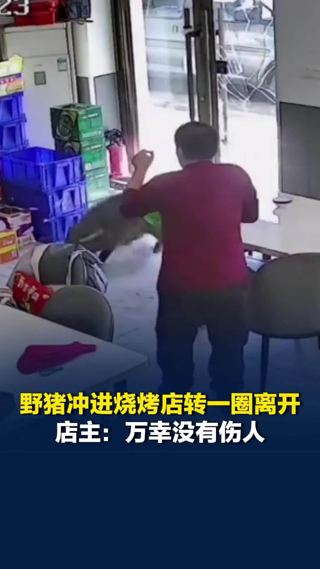 吉林野猪冲进烧烤店转一圈离开，店主：万幸没有伤人
