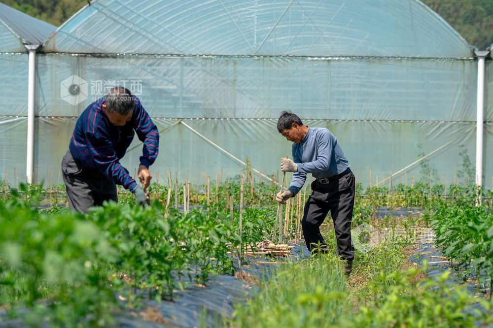 江西萍乡：“订单辣椒”种植忙（图）