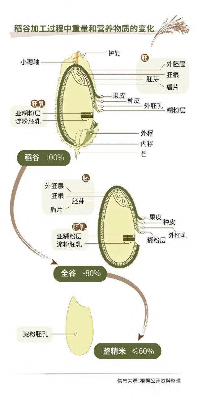 每年300万东谈主因它物化！全谷物摄入不及成头号风险，中国缺口纷乱