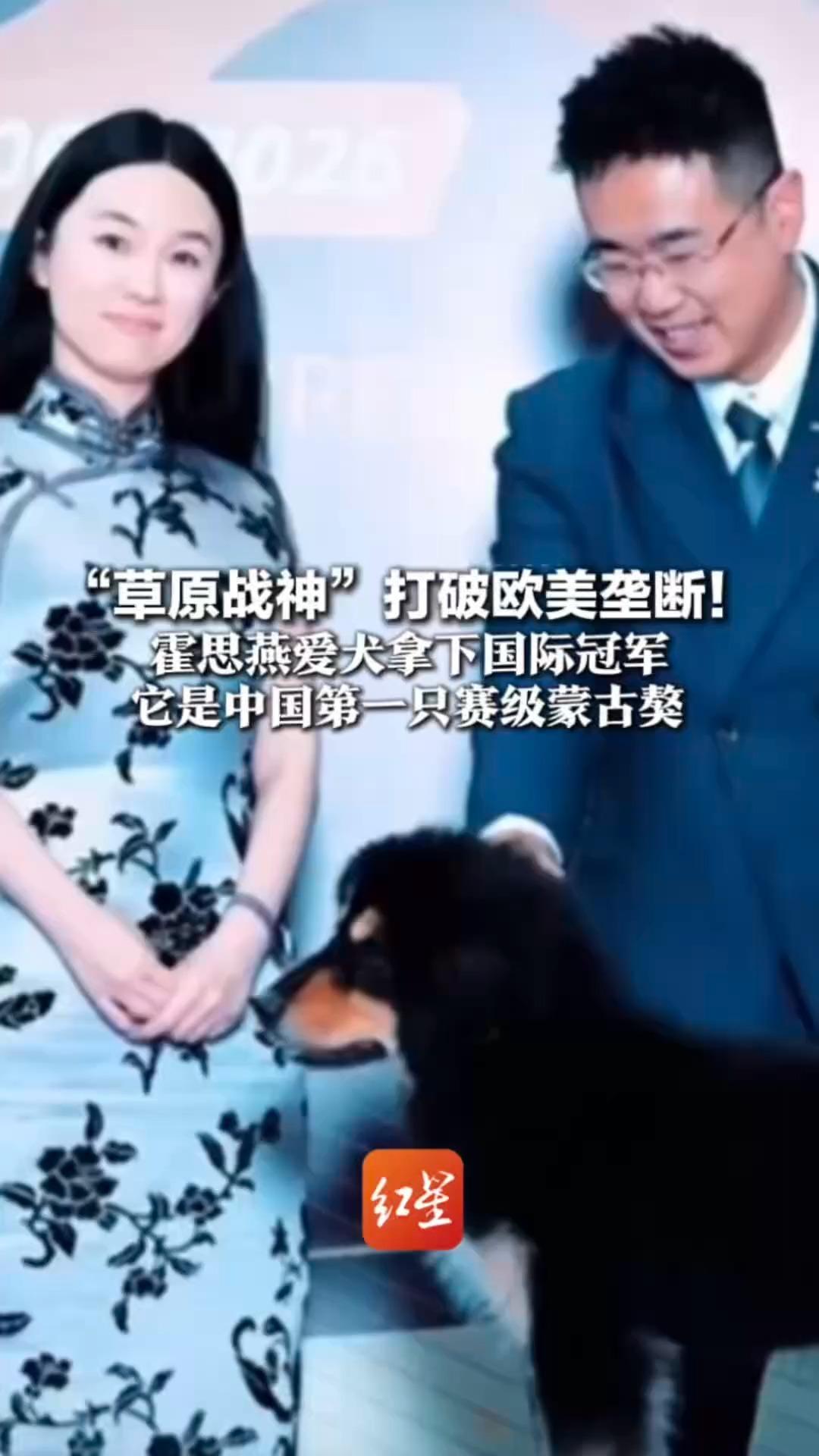 “草原战神”打破欧美垄断！霍思燕爱犬拿下国际冠军 它是中国第一只赛级蒙古獒   昵称笨笨狼，步态稳性格好