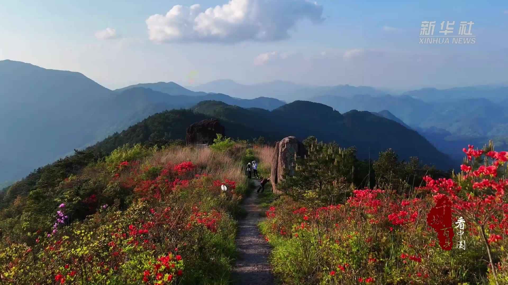千城百县看中国·赏花季|福建寿宁:万亩杜鹃燃春色_凤凰网视频_凤凰网